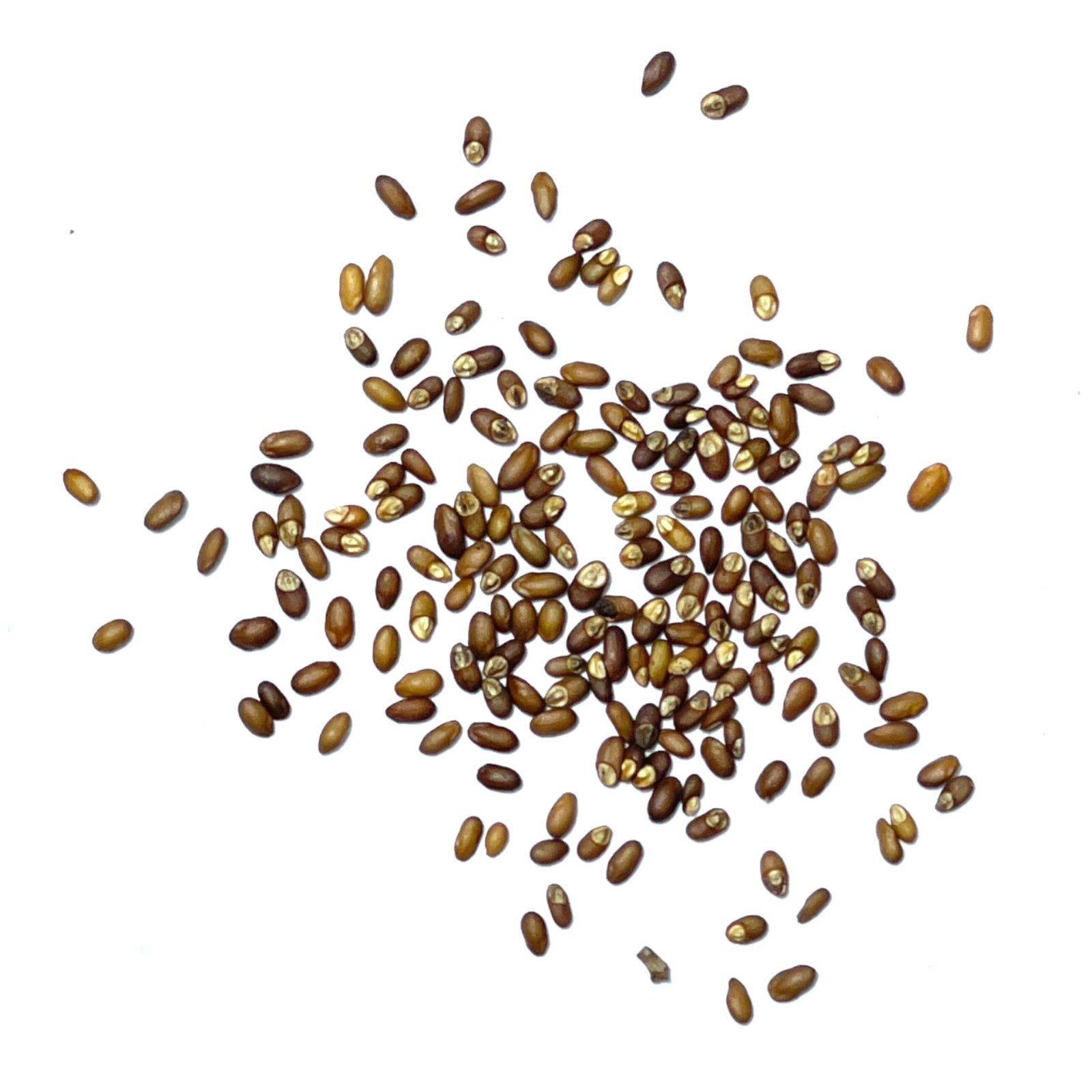 Seed Needs Rosemary Seeds for Planting – Non-GMO Heirloom & 1 Pack,