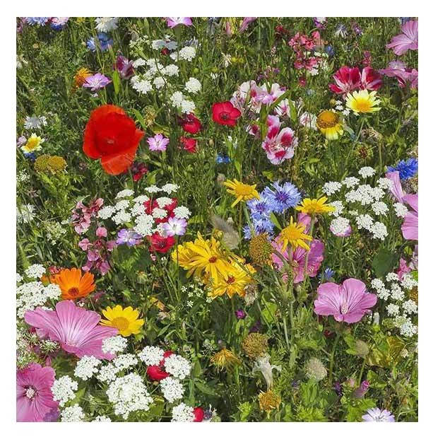 Sow in Spring/Fall. Mixed Wildflower Seed Attract Bees,Attract Butterflies,Po…