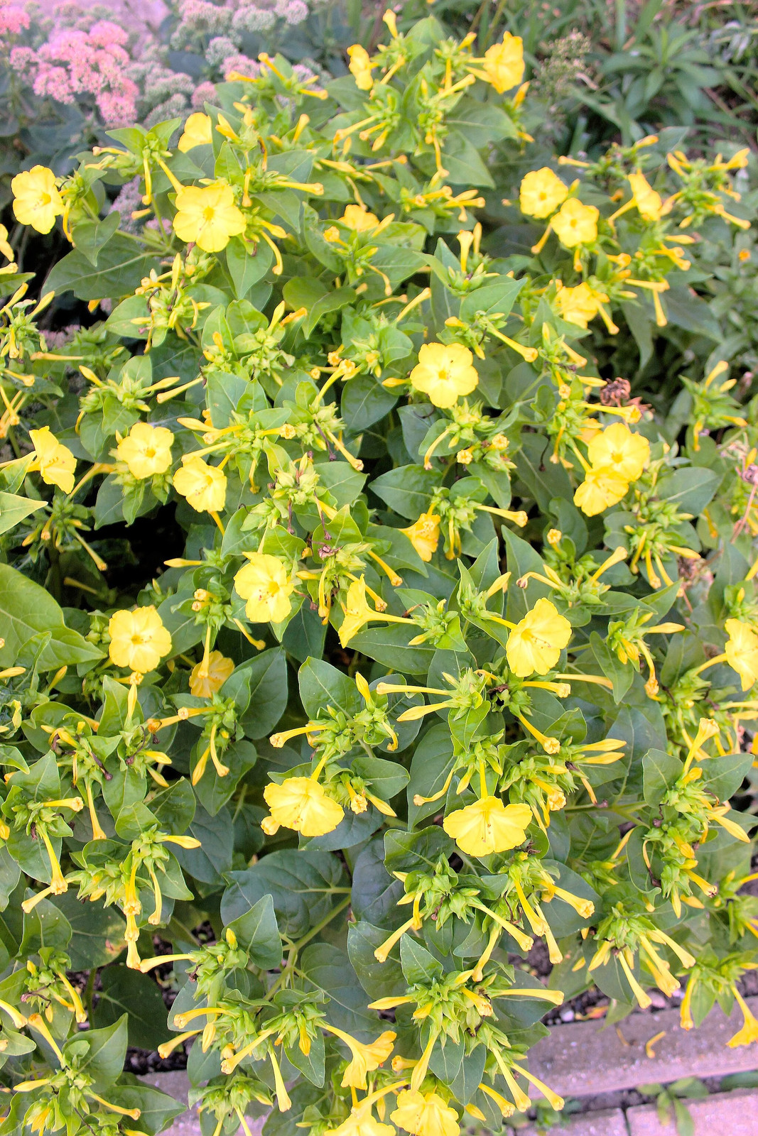 Yellow Four O’ Clock Seeds | Mirabilis Jalapa Marvel of Peru Flower Seed 2025