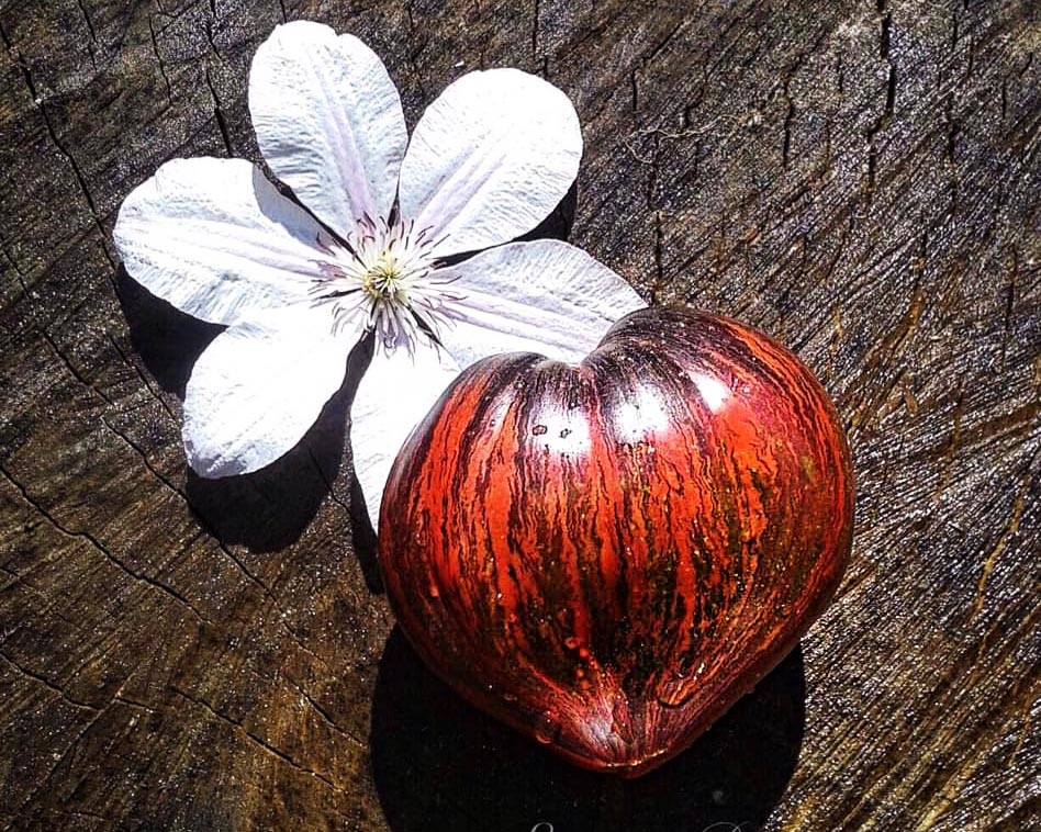 10 seeds Rebel Starfighter Prime Heart Tomato Rare ORGANIC Variety