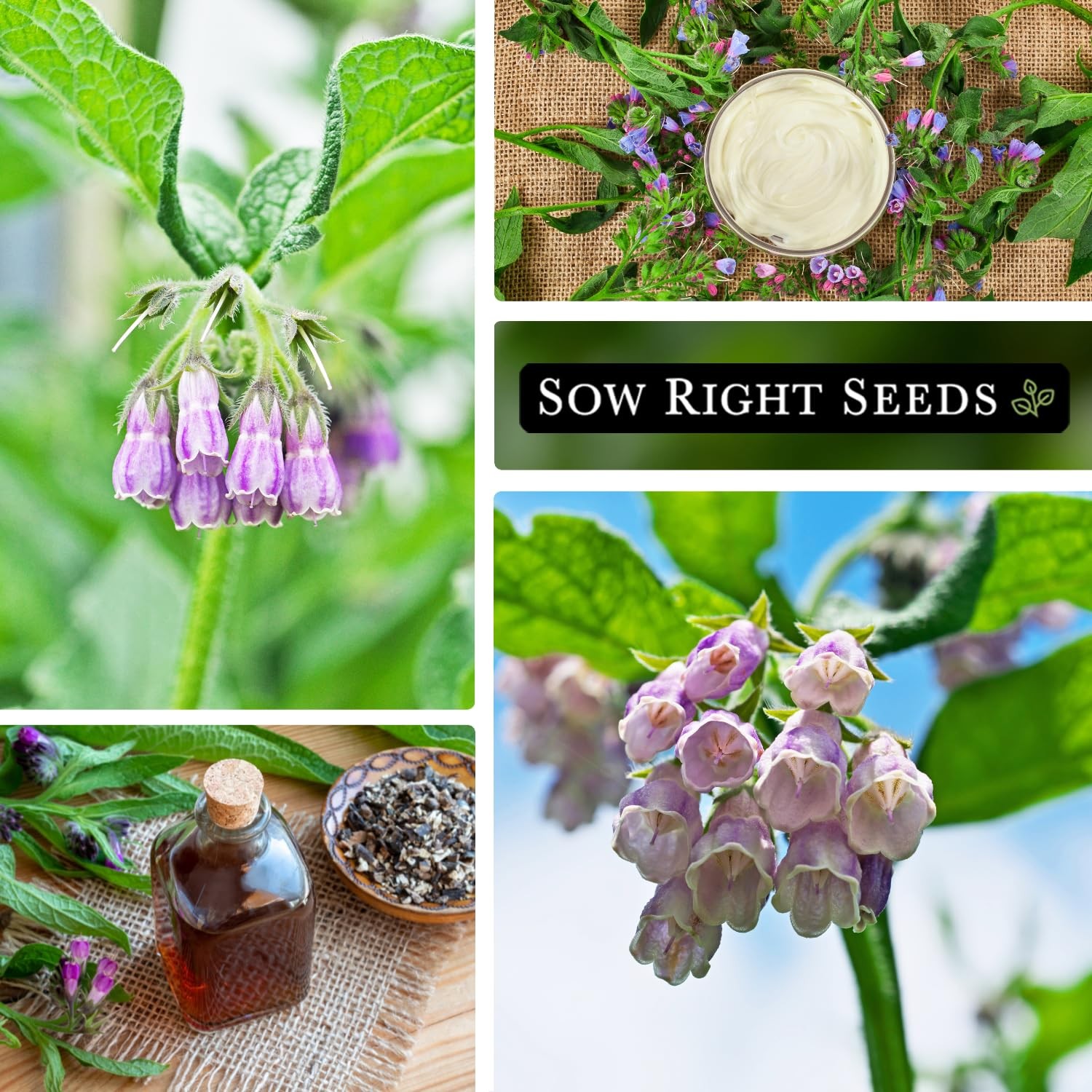 – Comfrey Seeds for Planting – Non-GMO Heirloom Packet with Instructions to P…