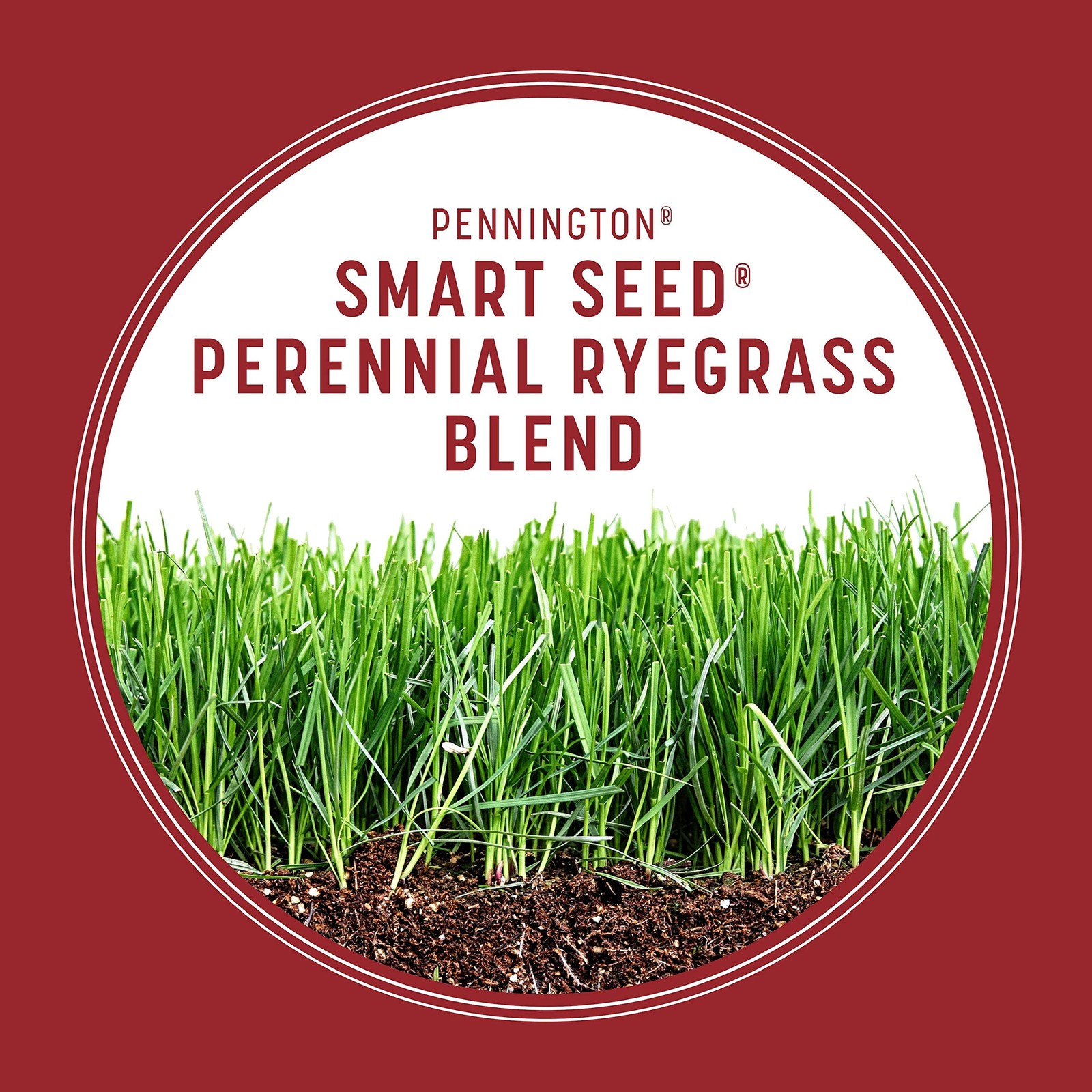 Smart Seed Perennial Ryegrass 3 lb