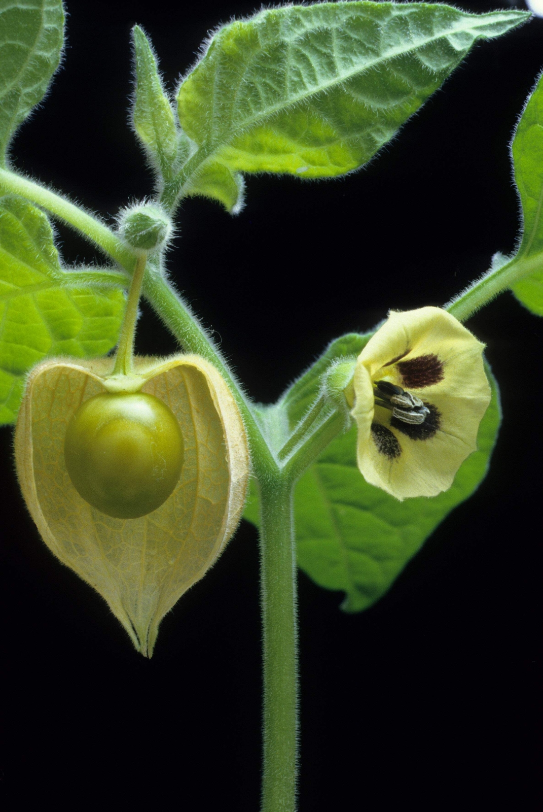 200 Organic GROUND CHERRY Physalis Pruinosa Golden Strawberry Vegetable Seeds