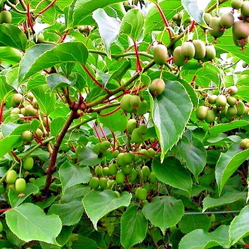 Issai Kiwi Seeds Arctic Grape Berry Superfruit Garden Plant Cold Hardy Fast Vine