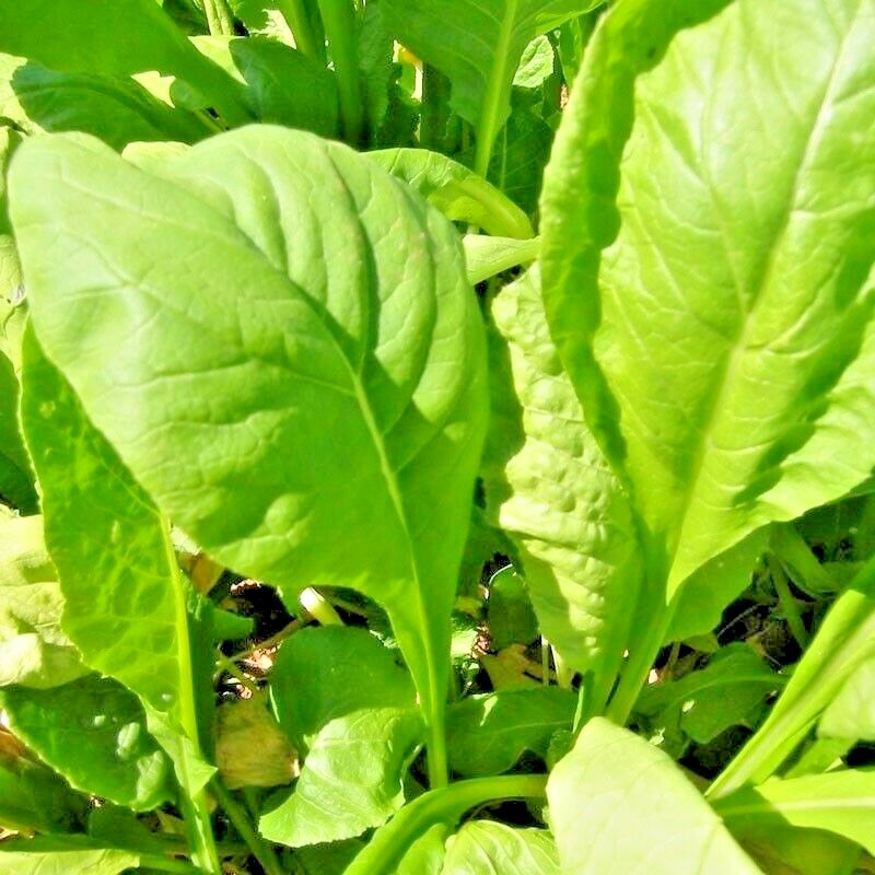 601+TENDERGREEN MUSTARD Seeds Organic Spring Fall Garden Container Greens Easy