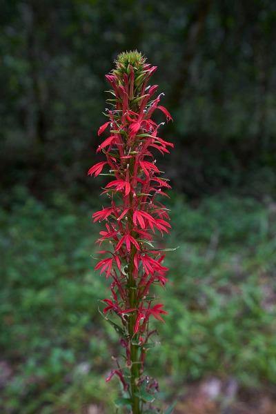 Lobelia cardinalis | Cardinal Flower | Queen Victoria | 150 Seeds