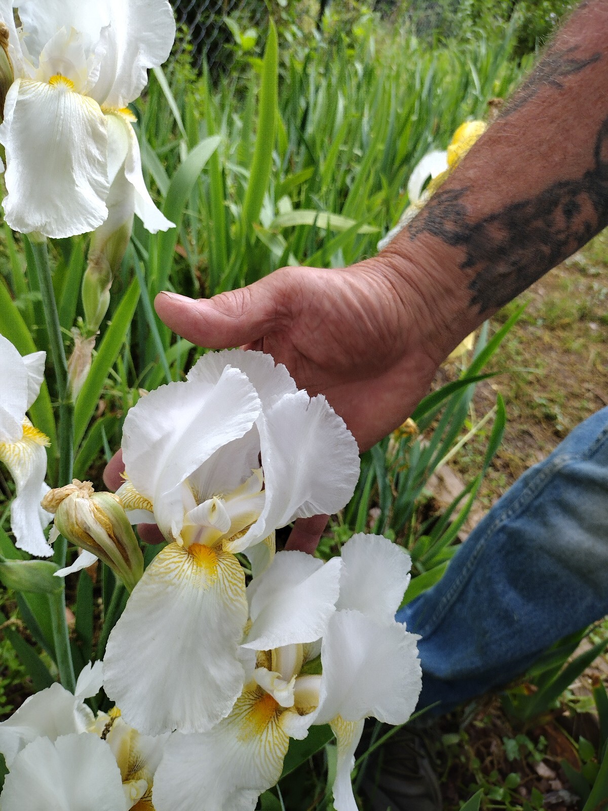 30x Fresh Bearded Iris Rhizomes Mixed Varieties