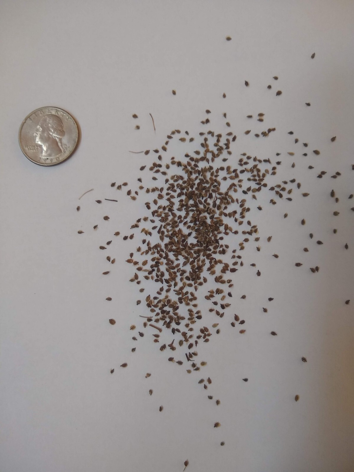 Queen Anne’s Lace Seed (Daucus carota) ~ Wild Carrot ~ 500 seeds to 1 lb bulk