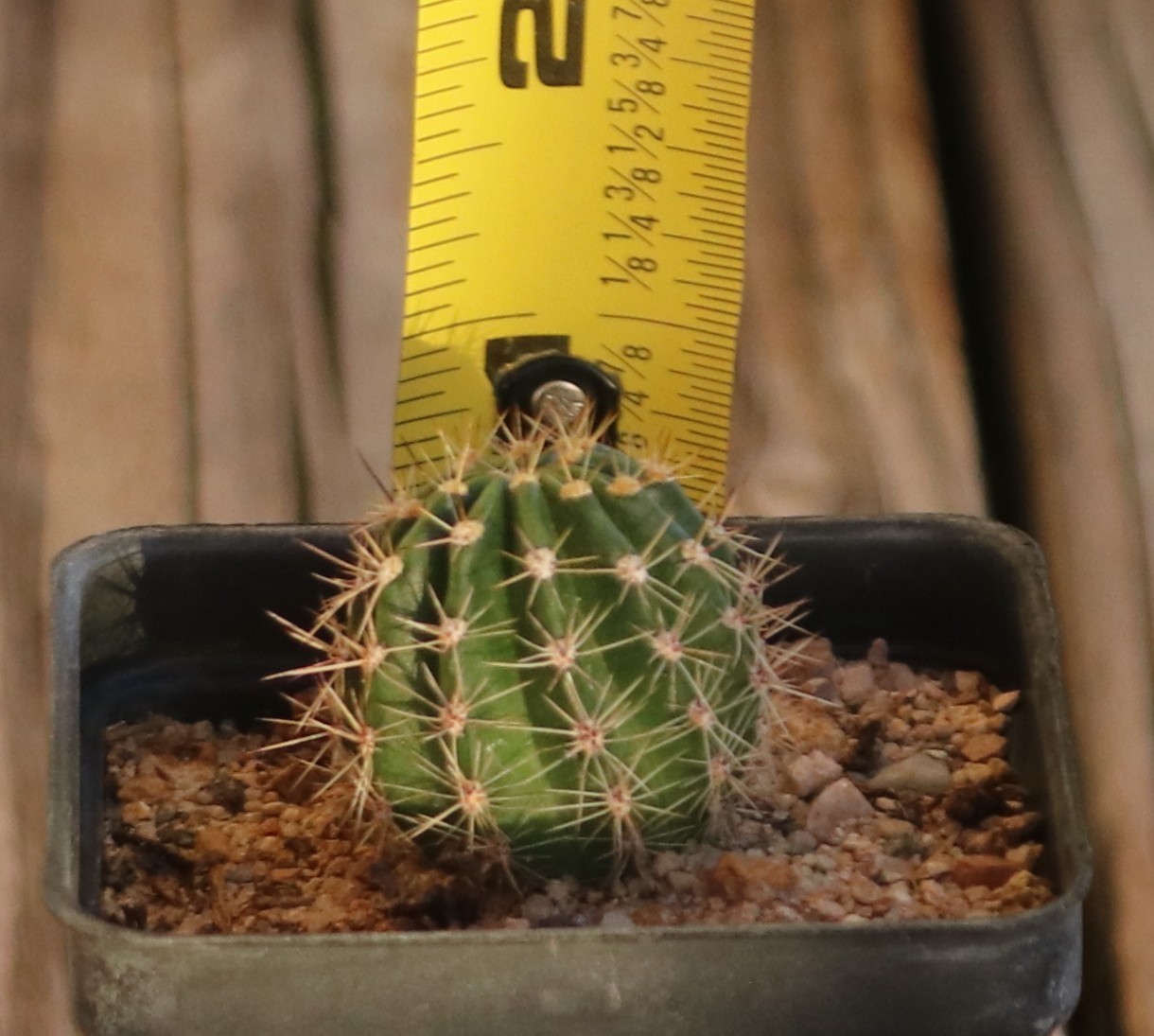 Echinopsis hybrid ‘Foxy Lady’