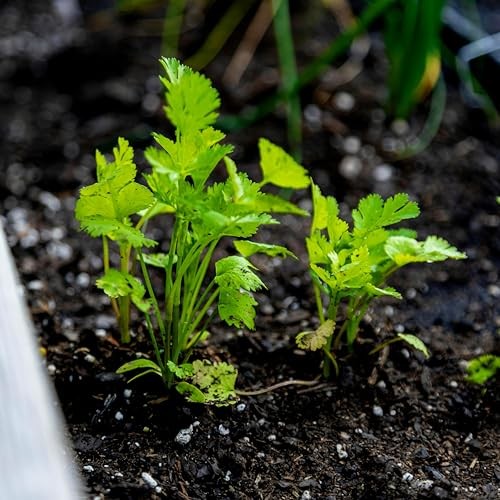CarpetC Cilantro Seeds for Planting, Slow Bolt Annual Herb, Coriandrum sativum