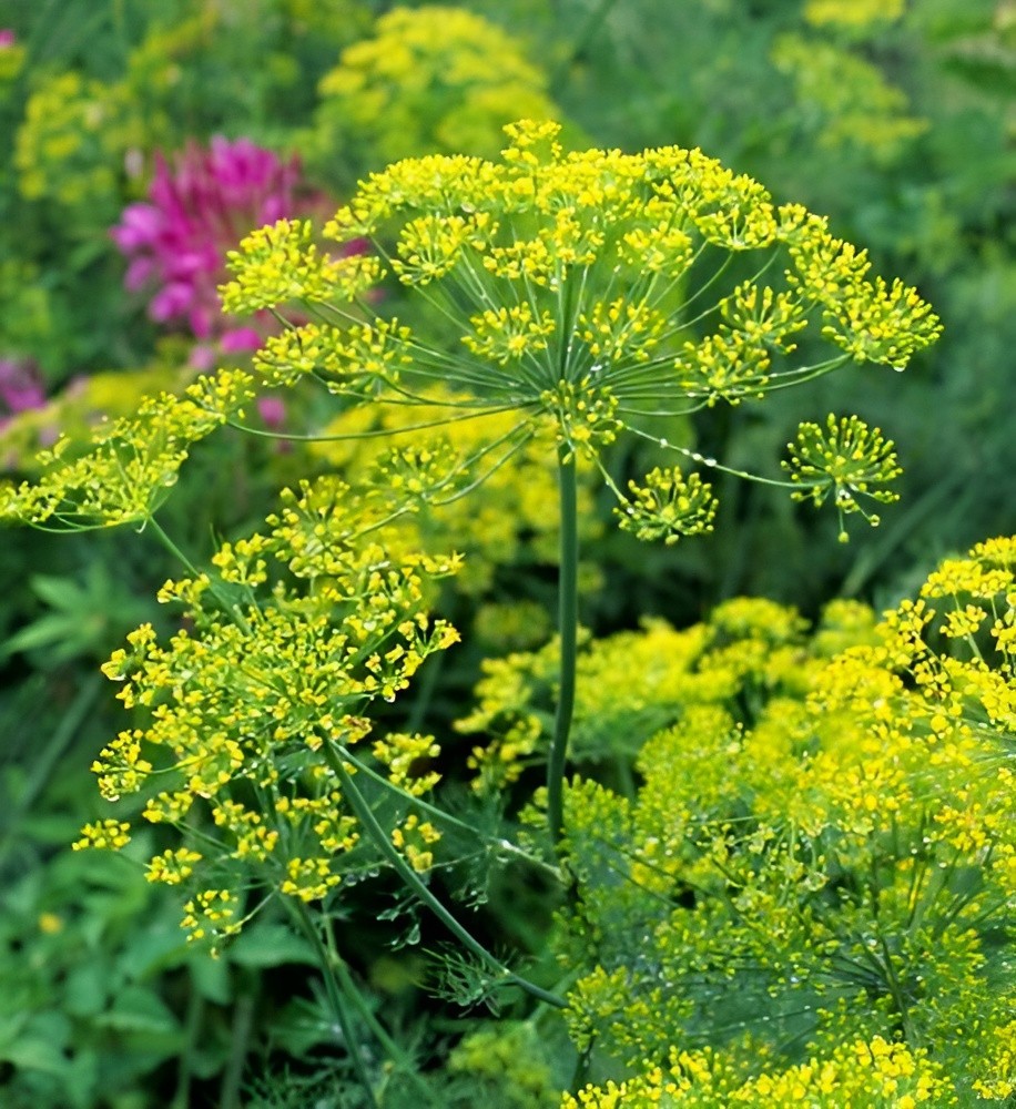 1200 Heirloom Bouquet Dill Seeds – Classic Dill Flavor – Herb – NonGMO Organic