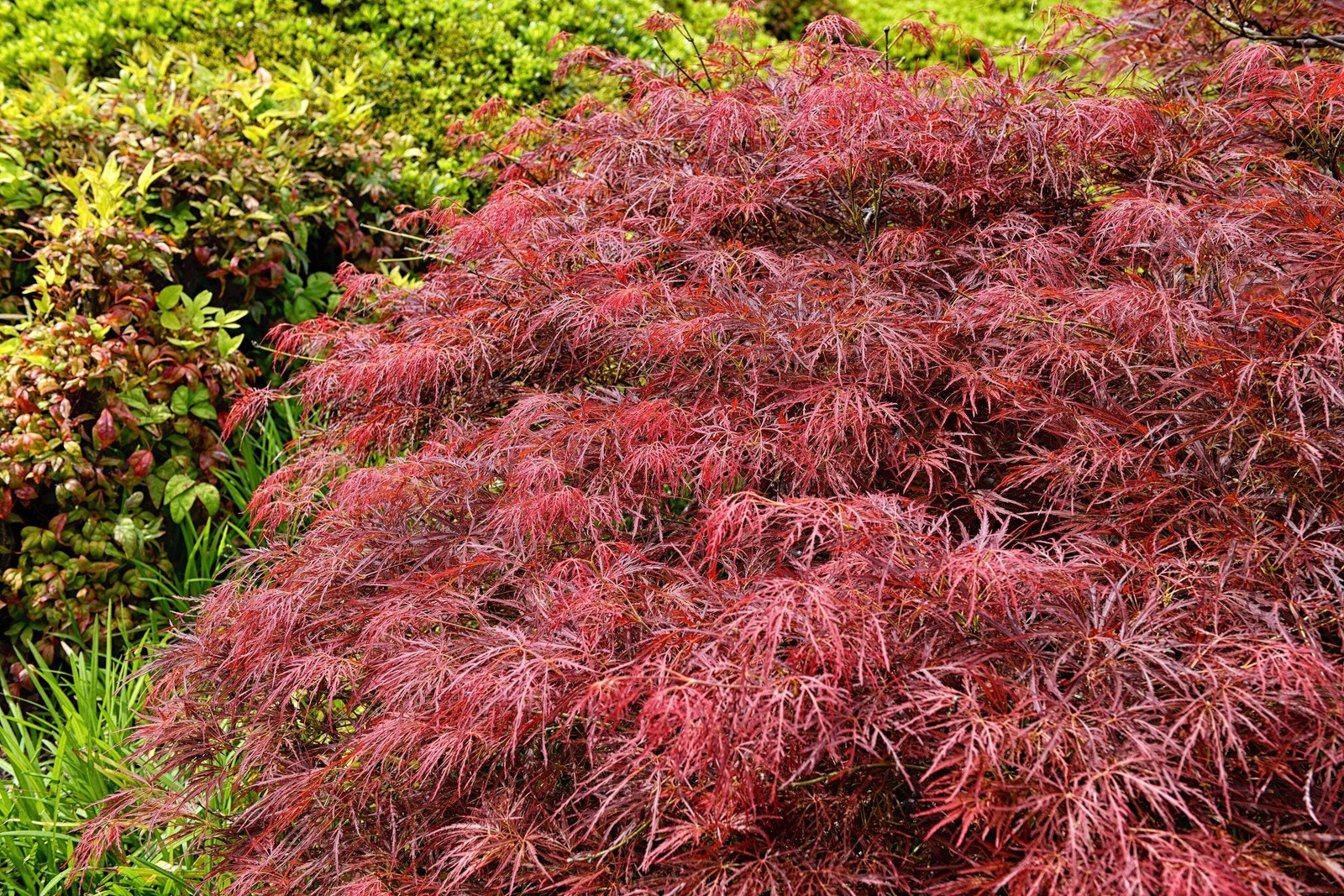 10 Red Dwarf Japanese LACELEAF MAPLE Tree Acer Palmatum Atropurpureum Seeds