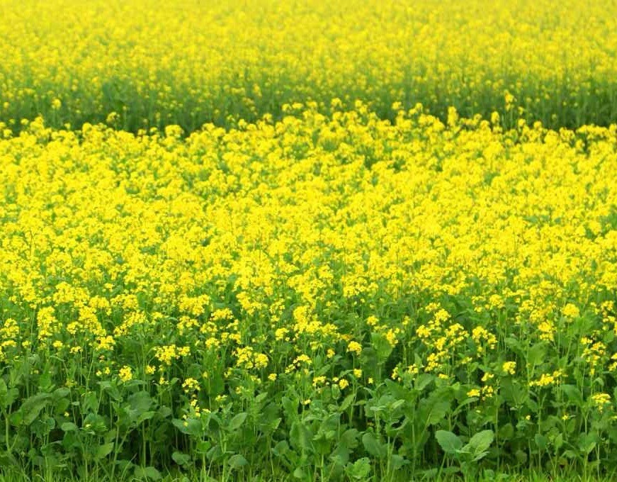 1000++ Black Mustard Seeds – (Brassica Nigra) NON-GMO | Heirloom – USA SELLER!