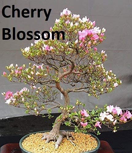 Flowering Bonsai Tree Seed Bundle #2 – All Flowering Tree Seeds, Vibrant Colors