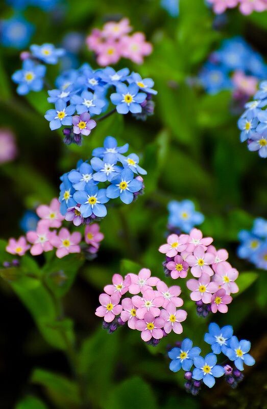 Forget Me Nots Mixed Colors Perennial Early Blooms Pollinators 500 Seeds