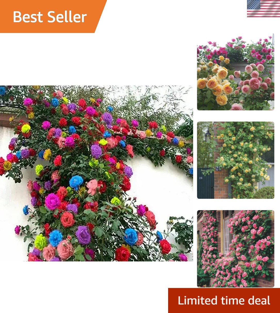Long-Blooming Mix Climbing Rose Seeds – 200+ Heirloom Seeds for All Seasons