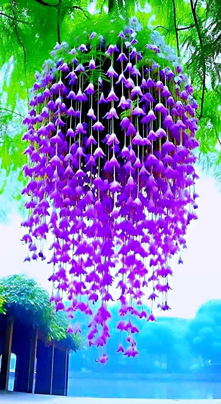 Cantebury Blue bells 20 seeds Limited Supply Order Now!