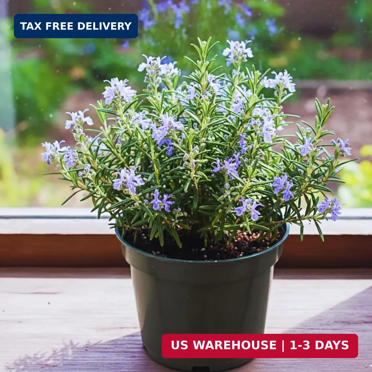Rosemary Seeds for Ground Cover and Herb Garden, 1000+ Non-GMO Heirloom Seeds, F