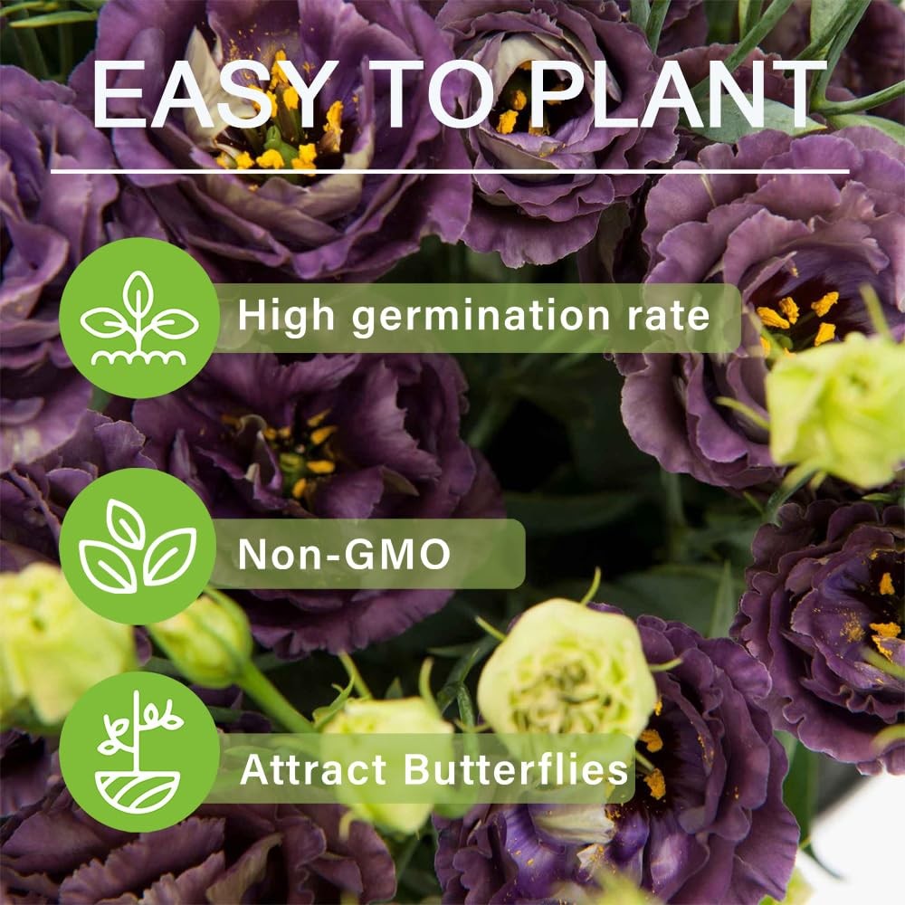 1000+Mixed Lisianthus Seeds for Planting-Lisianthus Thornless Roses Mixed