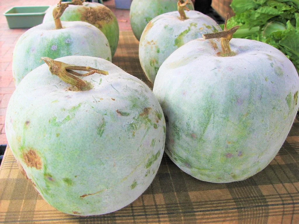 Giant White Skin Winter Melon Seeds |Dong Gua Ash Wax Gourd Hair Asian Seed 2024