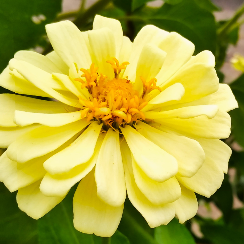 Isabellina Baby Yellow Zinnia Seeds – For 2025 Planting Lemon Queen Bright Sunny