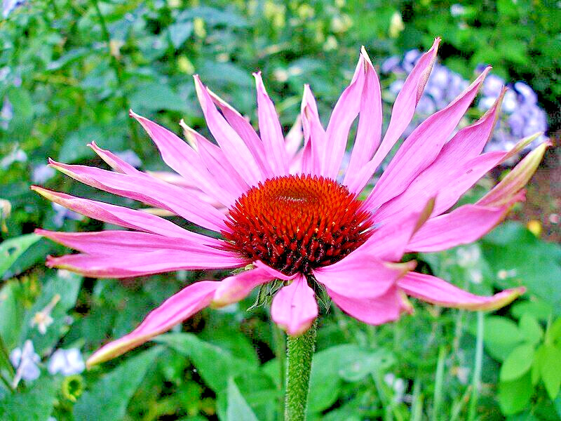 PURPLE ECHINACEA 101 SEEDS, CONEFLOWER, LARGE DAISY-LIKE FLOWERS, EZ TO GROW