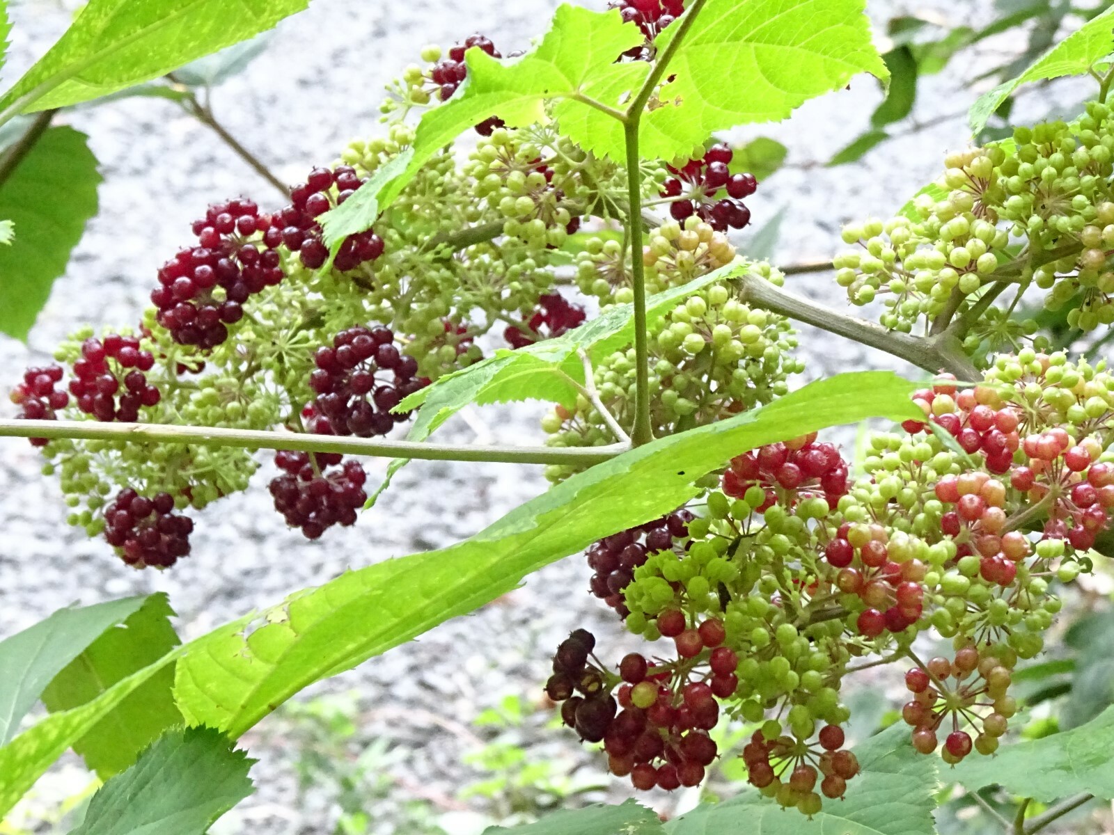 American spikenard Aralia racemosa Native perennial 25 seeds