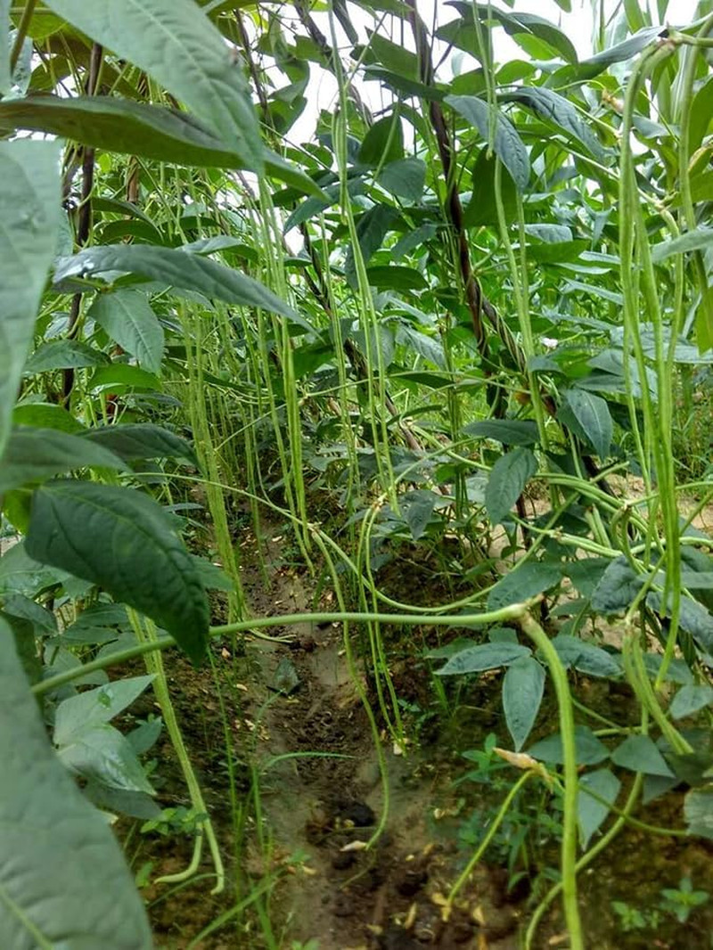 25+ Mixed Yard Long Bean Seeds Green or Purple Red Asian Chinese Long Bean Veget