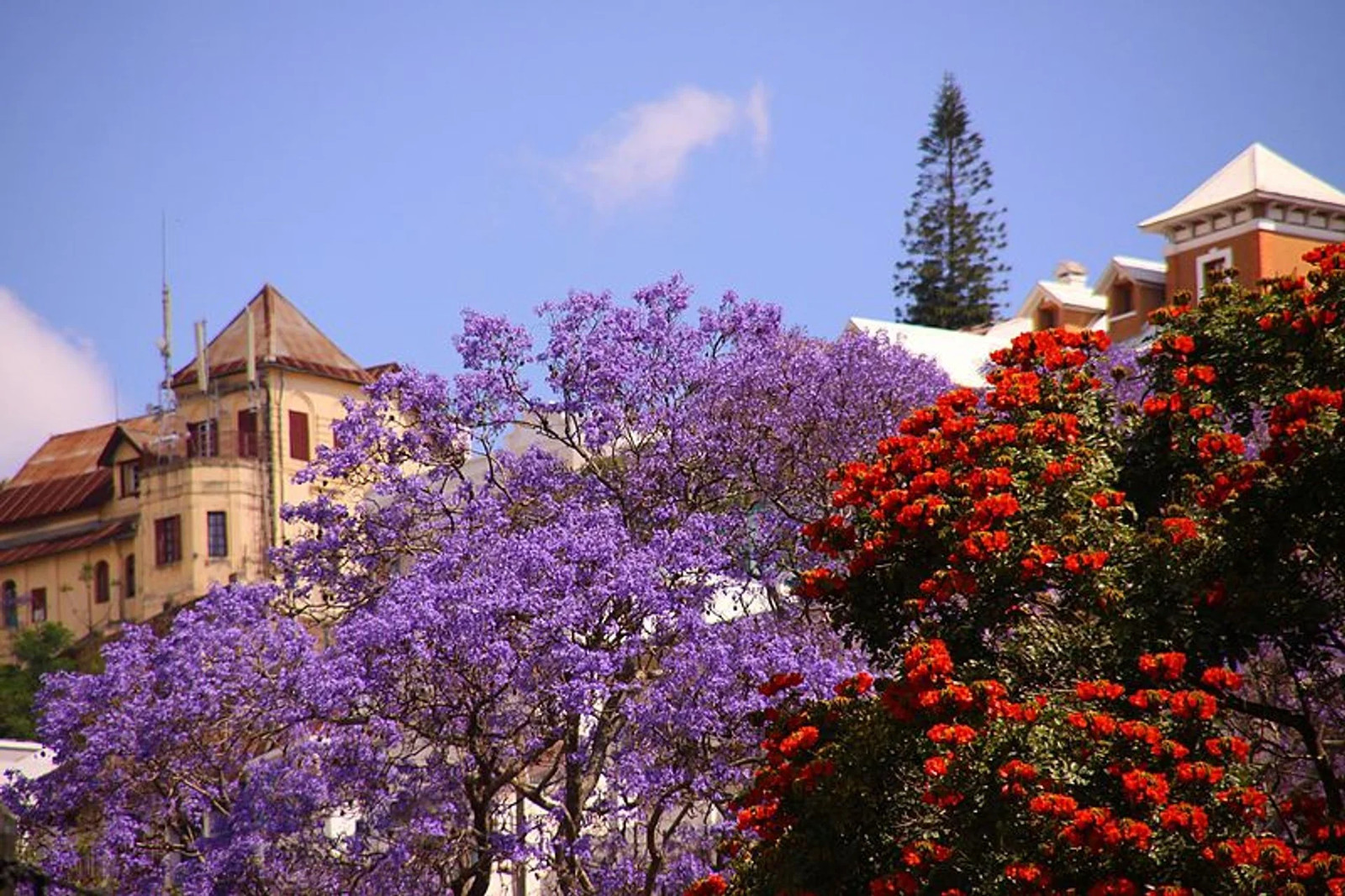 Jacaranda Purple Tree Seeds | Lavender Blue Flower Tropical Plant Tree Seed 2024