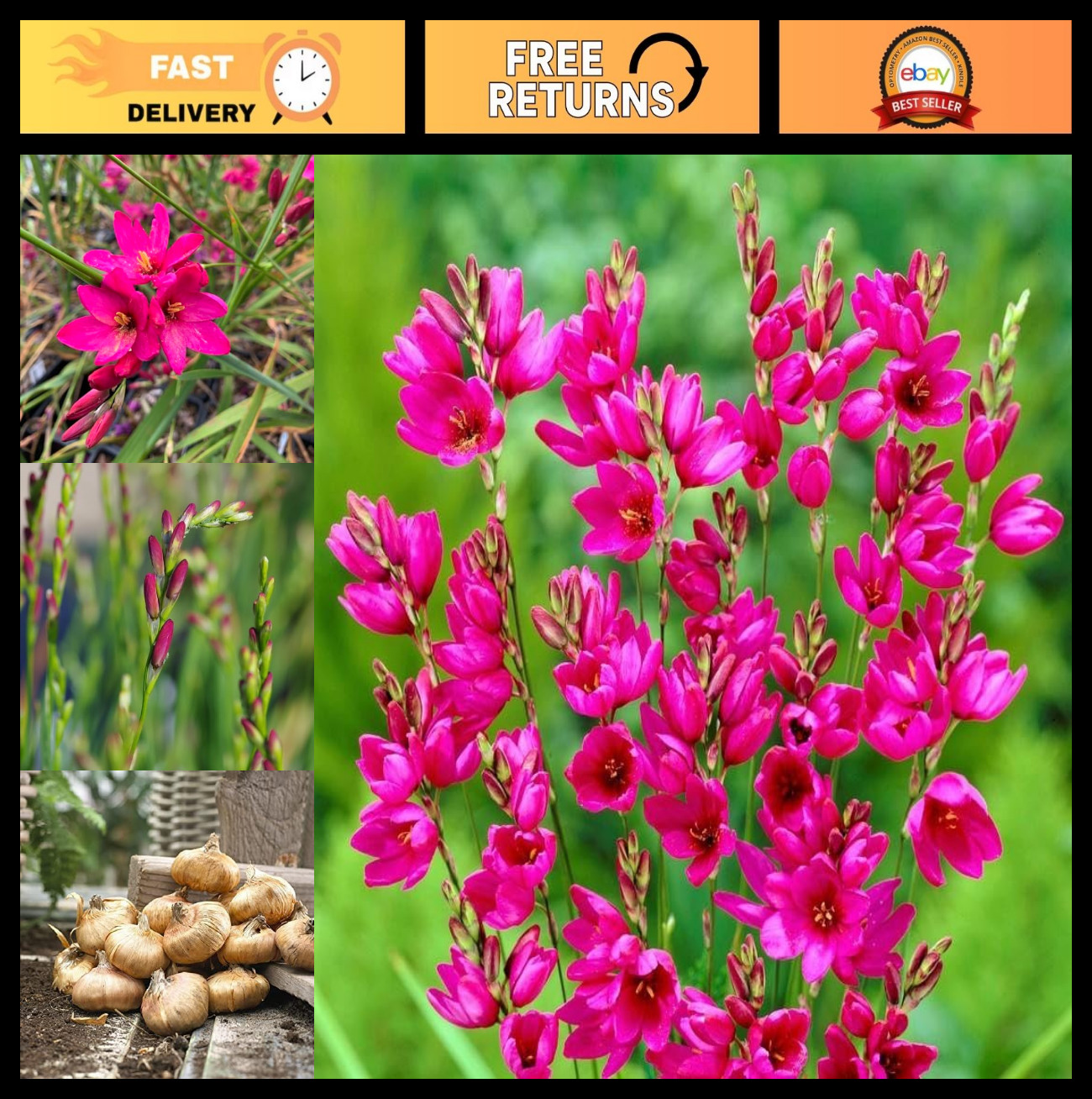 Hardy Ixia Bulbs – Fragrant Perennial Corn Lily for Spring & Summer Garden (12 P