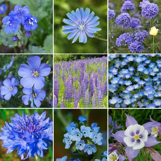 Wildflower Mix SINGIN’ THE BLUES Exclusive Blue Heirloom Non-GMO USA 500+ Seeds