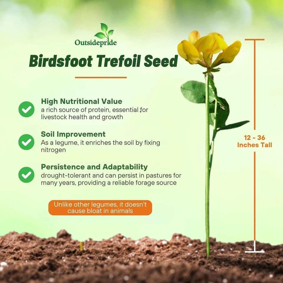 Outsidepride Perennial Birdsfoot Trefoil Seed – 1 lb 1 lb., Yellow