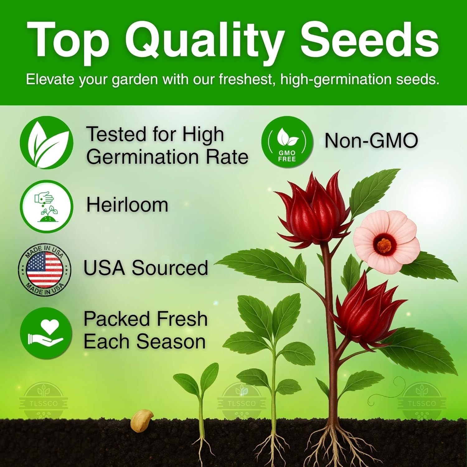 100+ Non-GMO Red Roselle Seeds for Fast-Growing Hibiscus Flowers