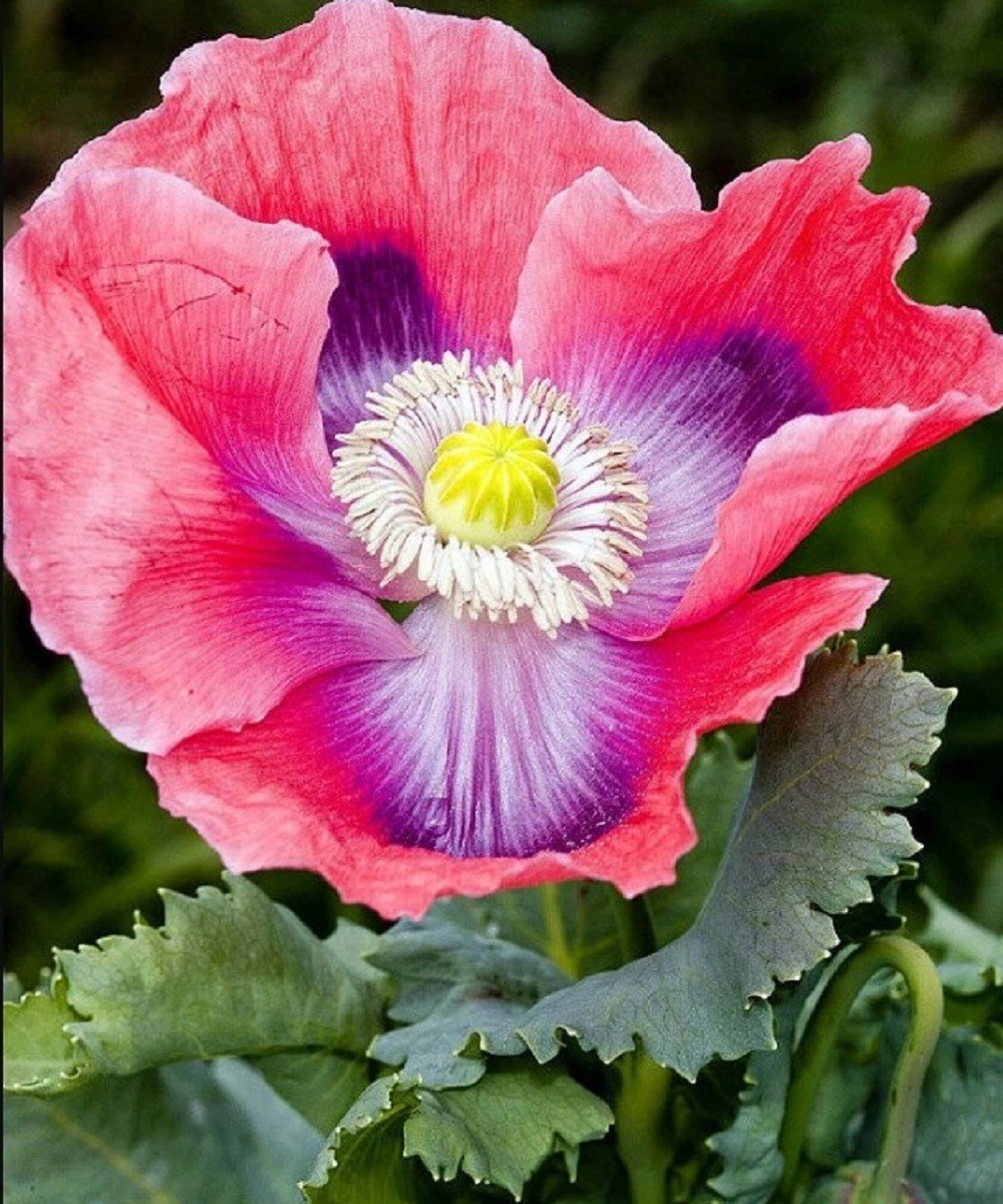 5,000 The Giant Rattler Poppy Seeds Stratified Giganteum Papavear Somniferum