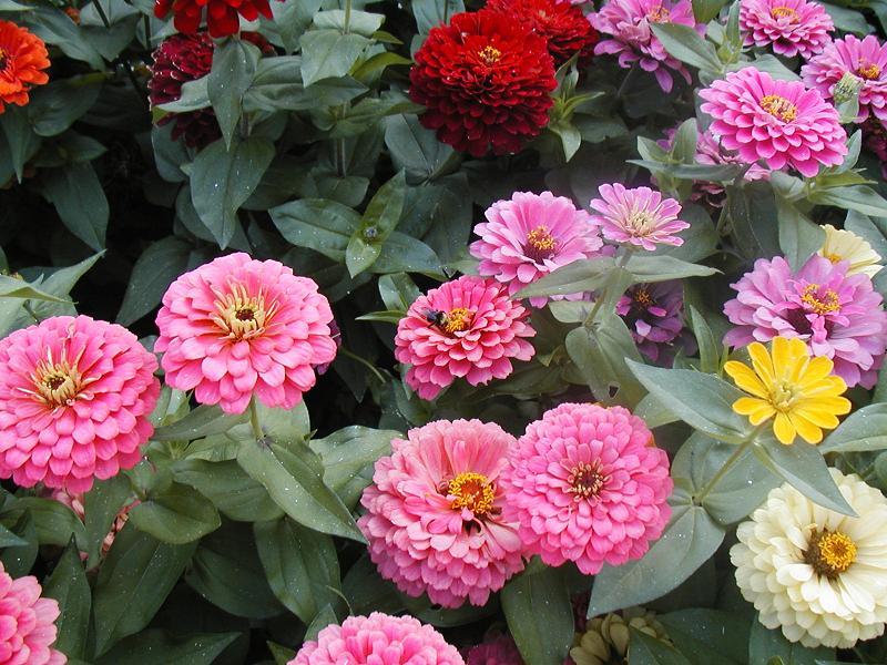 215 SEEDS – LILLIPUT ZINNIA BLOOMS IN 7 WKS – GroCo USA – BUY 15-SHIPS FREE