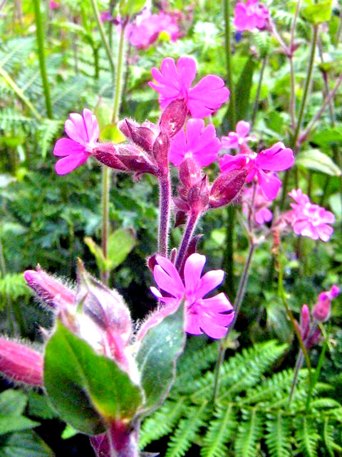 RED CAMPION MIX 100 SEEDS, HYBRID LEAF COLORS, YELLOW, PURPLE… SILENE DIOICA