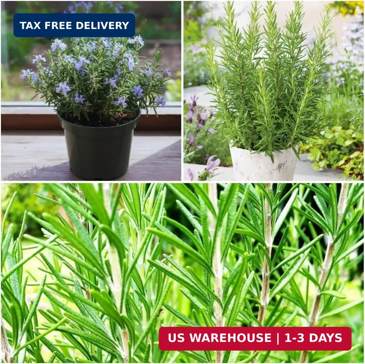 Rosemary Seeds for Ground Cover and Herb Garden, 1000+ Non-GMO Heirloom Seeds, F