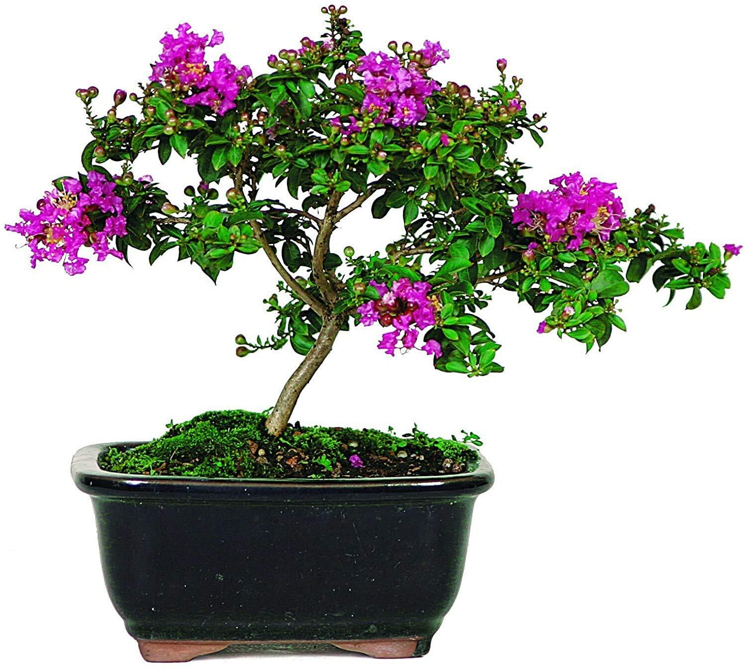 Crape Myrtle Bonsai Tree Seeds – 20 Seeds – Exotic Bark and Flowering Bonsai Tre