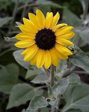 Helianthus Silver and Gold 250 seeds