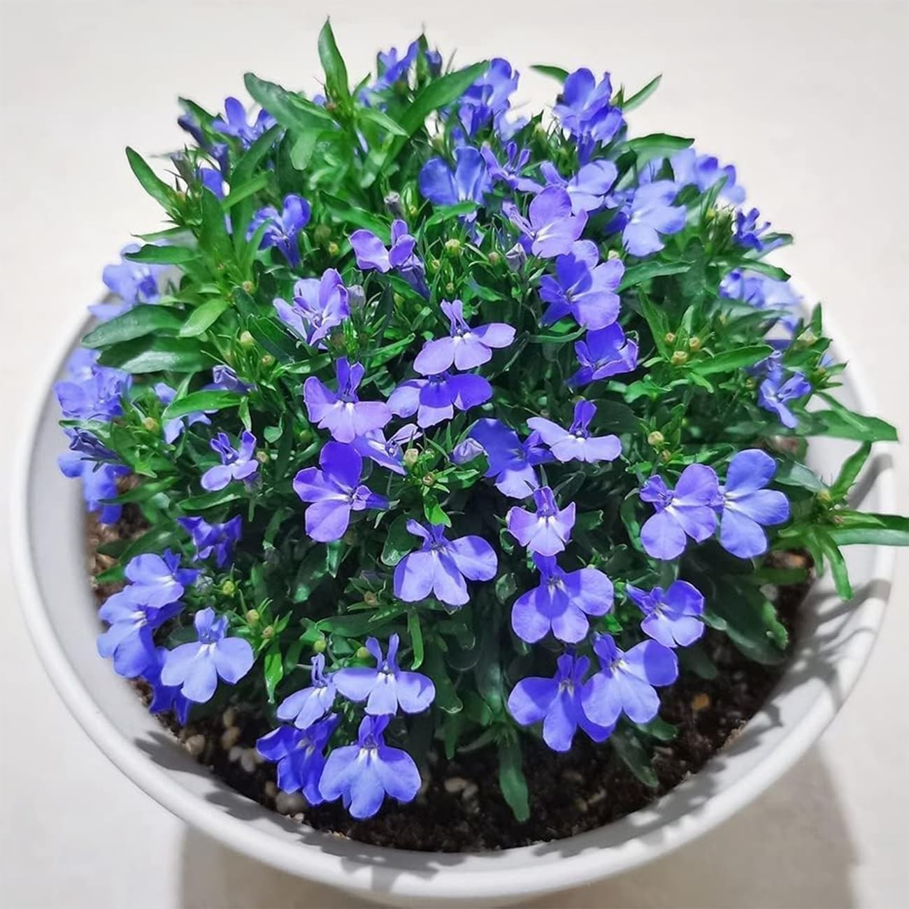 20000+ Creeping Thyme Seeds for Planting, Dwarf Ground Cover Plants,Ornamenta…