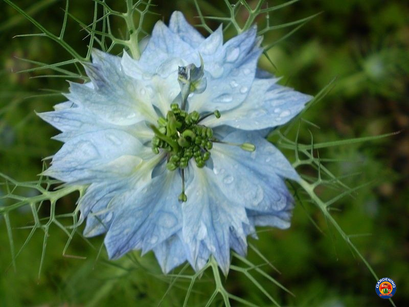 2000 Love In a Mist Flower Seeds Mix Miss Jekyll Nigella