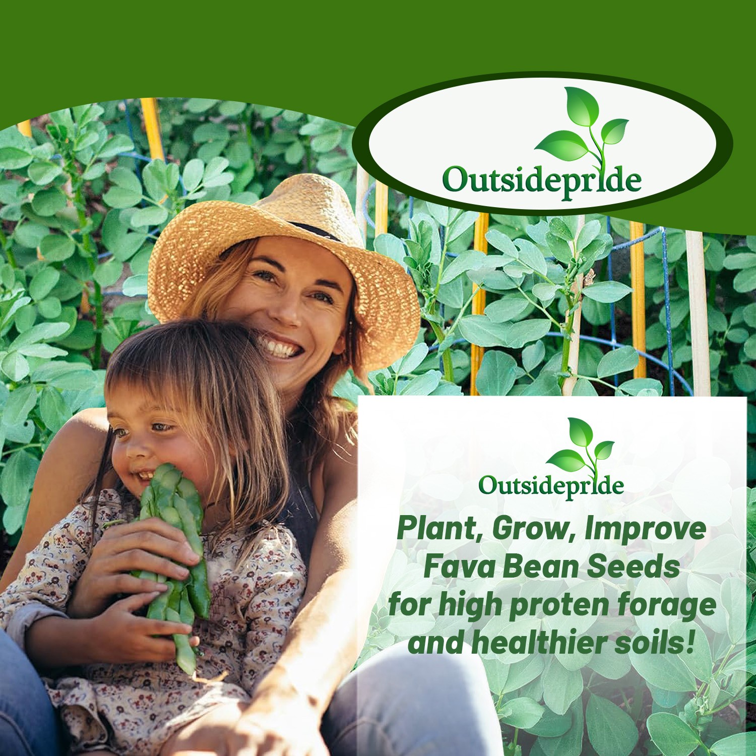 5 LBS Fava Bean Seeds For Cover Crops & Food plots