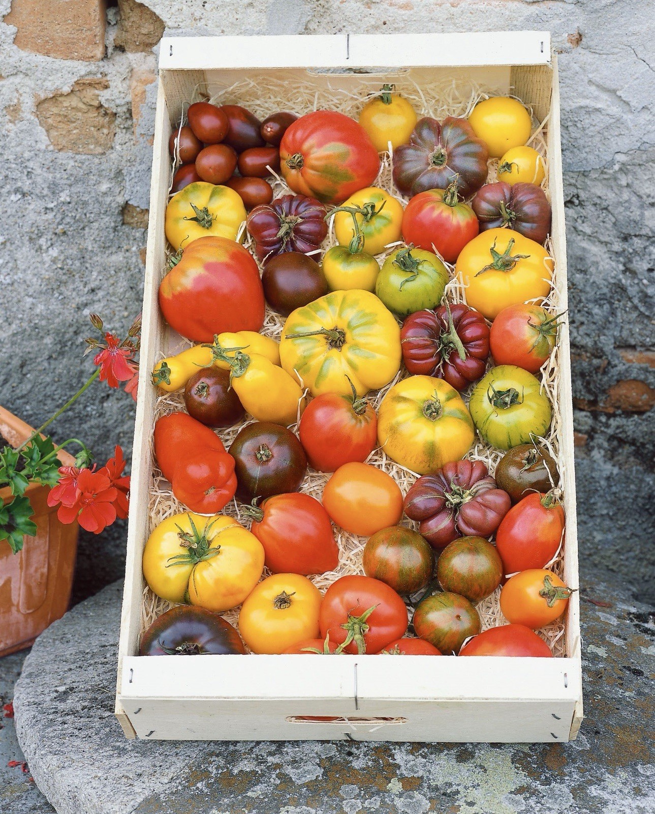 50 Tomato Seeds – Heirloom Rainbow Blend Tomatoes Seeds | Non-GMO slicing tomato