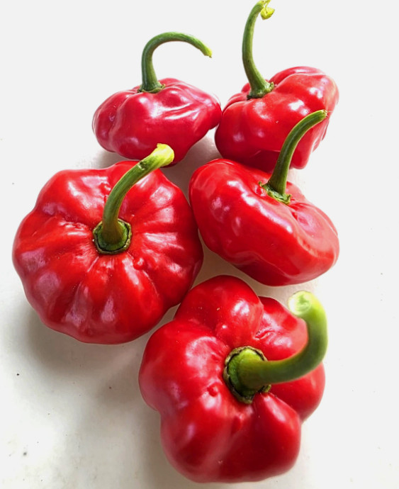 Seeds, Puerto Rico, Ají Dulce, Ají Picante, Cilantro, Recao, Pimiento Morrón