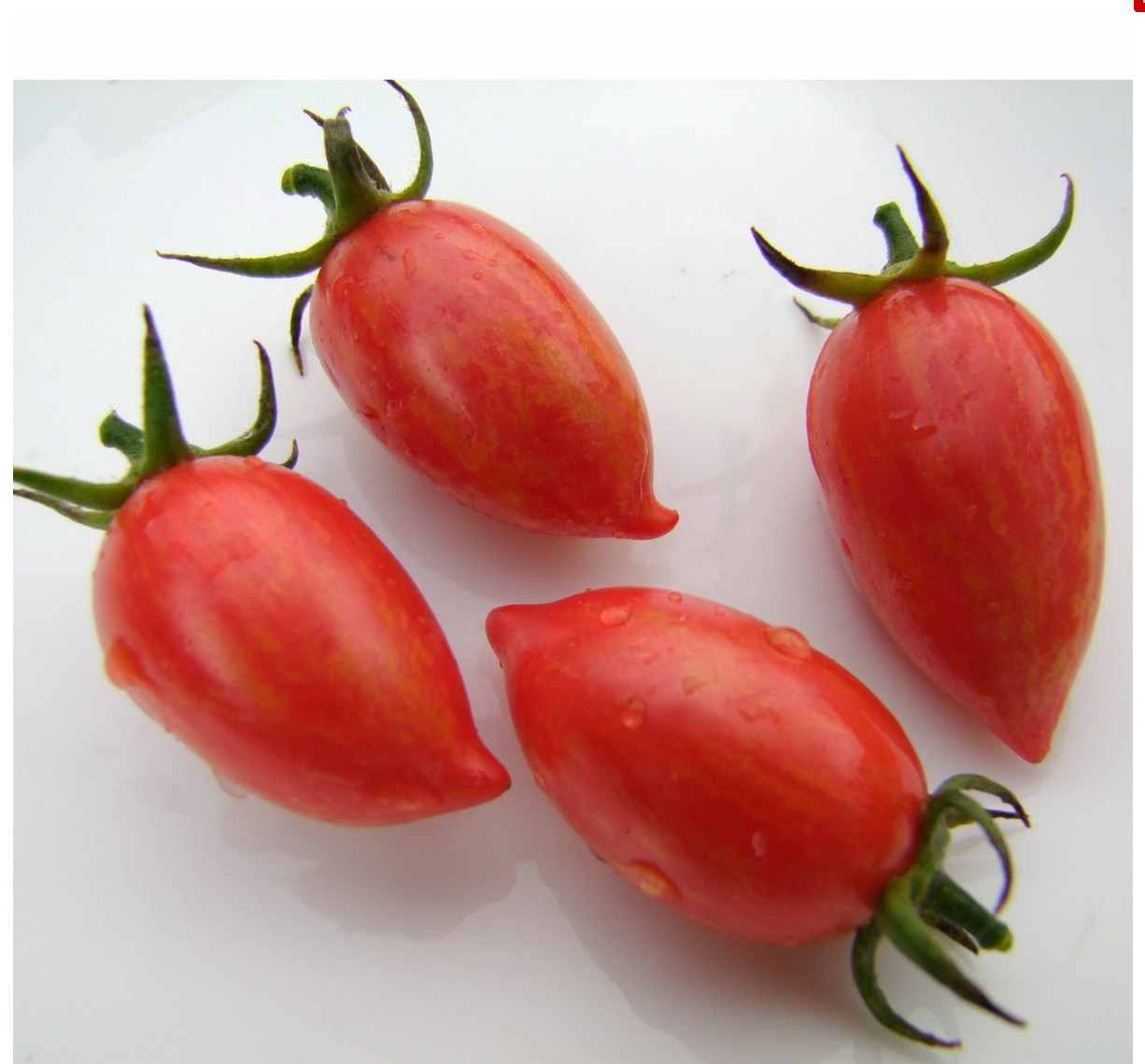 10 seeds Candy Sweet Icicle Tomato Large Cherry Rare Variety Indeterminate