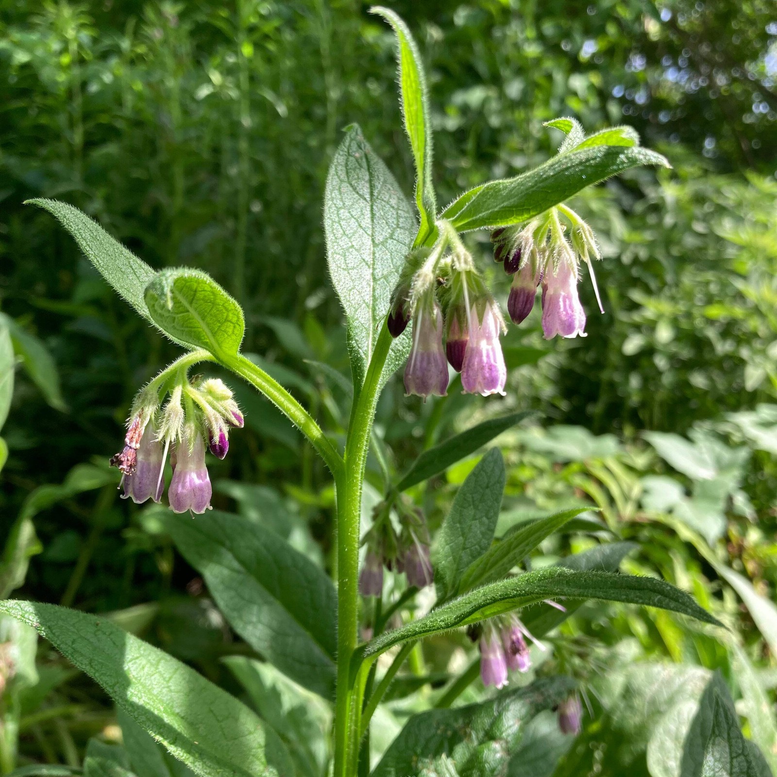 True Comfrey Seeds (Symphytum officinale var. patens) ~Traditional Herb Garden