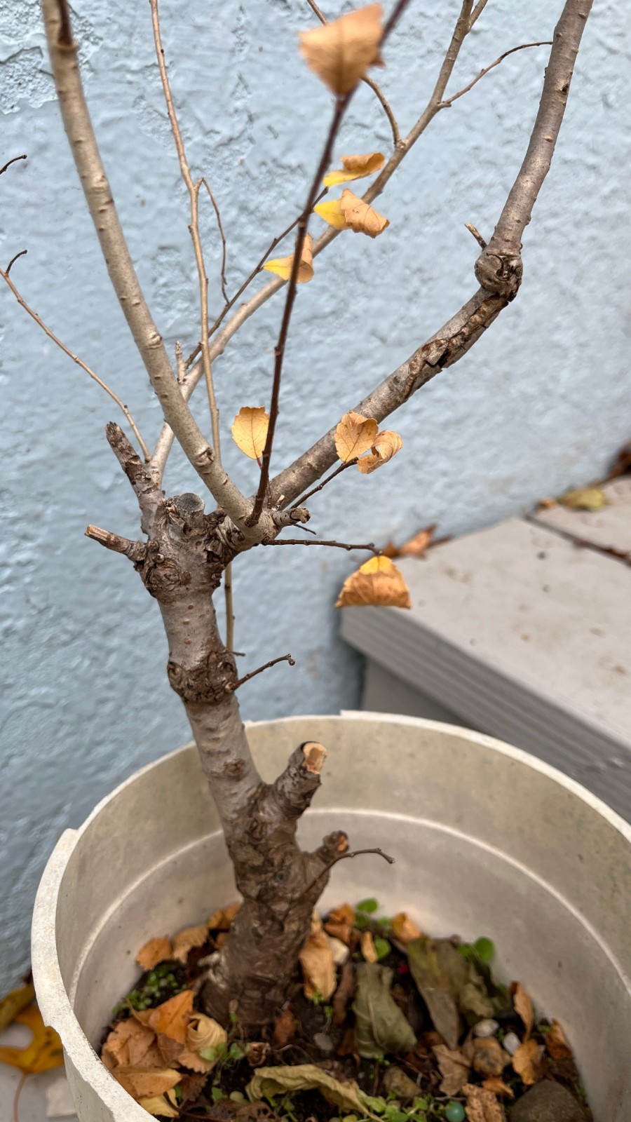 Exact plant Elm tree #3 for bonsai 5-6 year old sent bareroot dormant