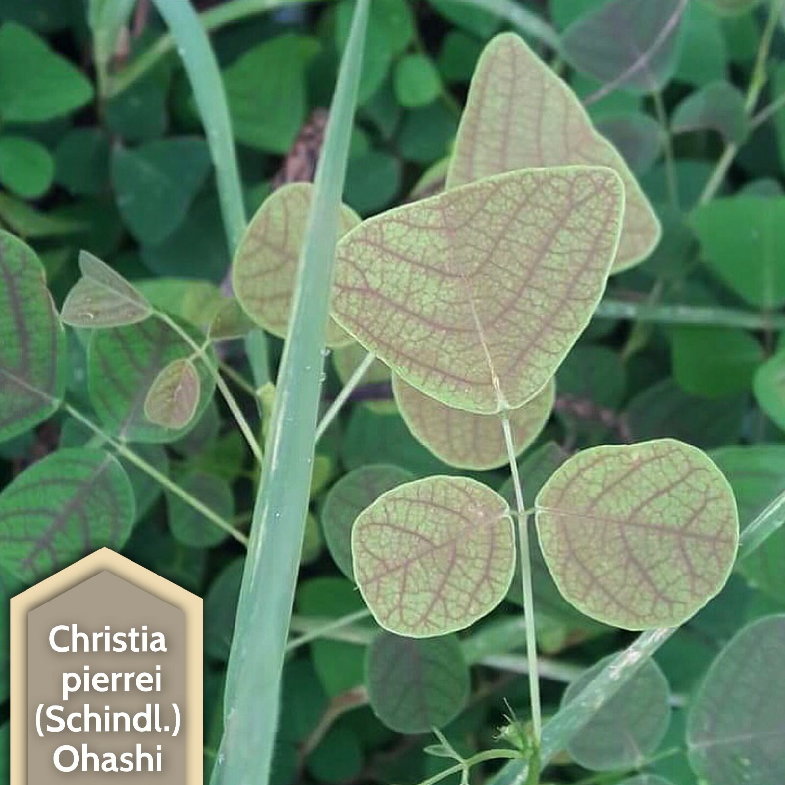 Organic Christia pierrei (Schindl.) Ohashi Butterfly Wing Plant like Obcordata