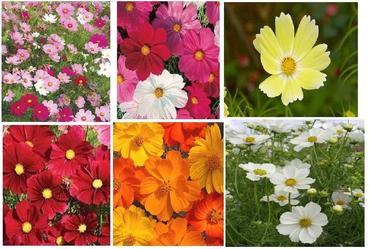 COSMOS Mixed Colors Red/Yellow/White/Pink/Orange Over 300 Seeds+ Homegrown USA