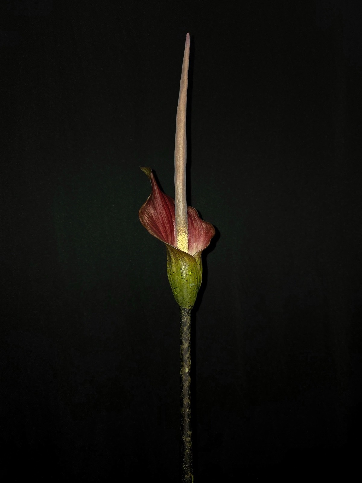 Amorphophallus 1st Time Hybrid Seeds Borneensis DGS Variabilis Rare Plant Aroid